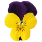 Viola Cornuta Admire "Yellow Purple Wing" - во саксија Ø9/Ø10